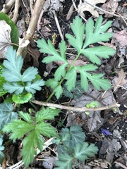 Geum vernum