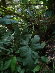 Philodendron deflexum