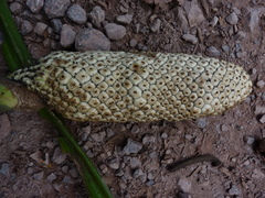 Monstera lechleriana
