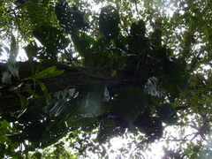 Monstera lechleriana