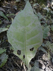 Anthurium latissimum