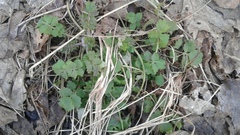 Chelidonium majus