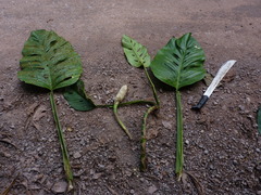 Monstera lechleriana