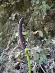 Anthurium latissimum