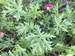 Modiolastrum gilliesii