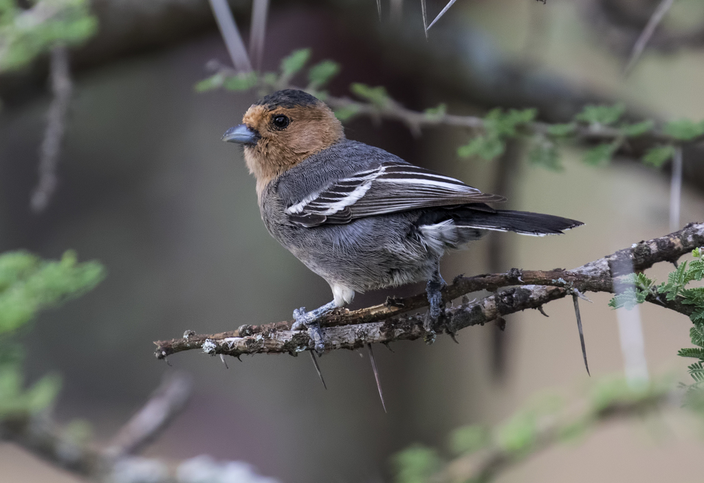 Red-throated Tit photo