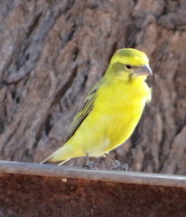 Crithagra flaviventris