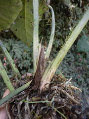 Anthurium latissimum