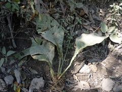 Anthurium latissimum