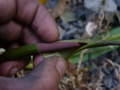 Anthurium dombeyanum