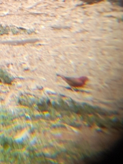 Lagonosticta senegala