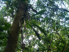 Anthurium dombeyanum