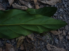 Anthurium dombeyanum