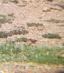 Lagonosticta senegala