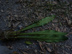 Anthurium dombeyanum