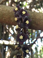 Lardizabala biternata