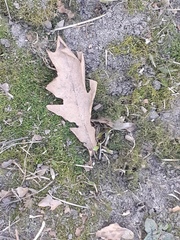 Quercus robur
