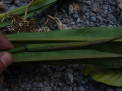 Anthurium dombeyanum
