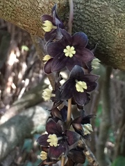 Lardizabala biternata