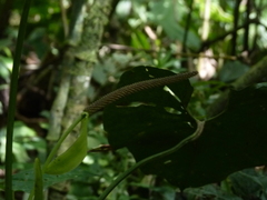 Anthurium breviscapum