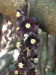 Lardizabala biternata