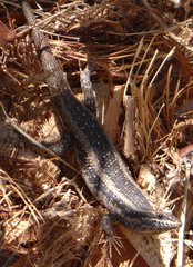 Trachylepis spilogaster