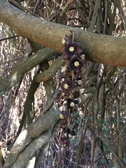 Lardizabala biternata