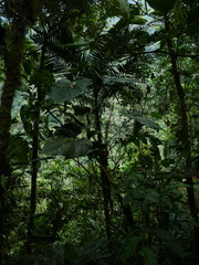 Anthurium breviscapum