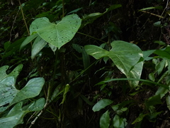 Anthurium breviscapum