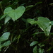 Anthurium breviscapum - Photo (c) Nate Hartley, algunos derechos reservados (CC BY-NC), subido por Nate Hartley