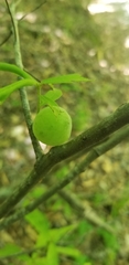 Amphibolips melanocera