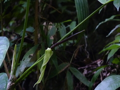 Anthurium breviscapum