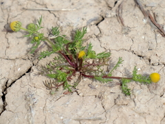 Matricaria aurea