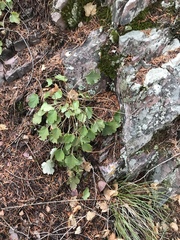 Heuchera grossulariifolia