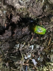 Rhomborhina unicolor