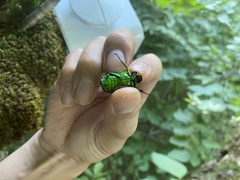 Rhomborhina unicolor
