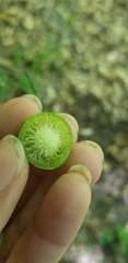 Amphibolips melanocera