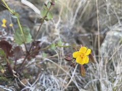 Erythranthe serpentinicola