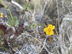 Erythranthe serpentinicola