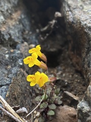 Erythranthe serpentinicola