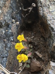 Erythranthe serpentinicola