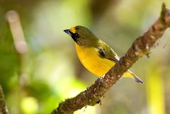 Thick-Billed Euphonia photo 4