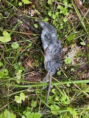 Chimarrogale platycephala