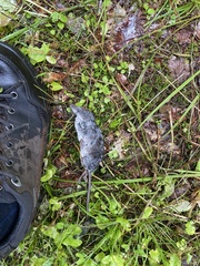 Chimarrogale platycephala