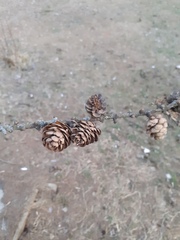 Larix decidua