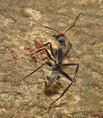Camponotus cinctellus