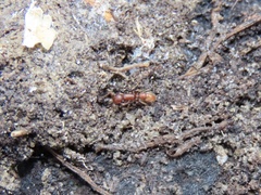 Proceratium pergandei