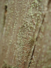 Chaenotheca brachypoda