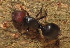 Atopomyrmex mocquerysi