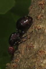 Atopomyrmex mocquerysi